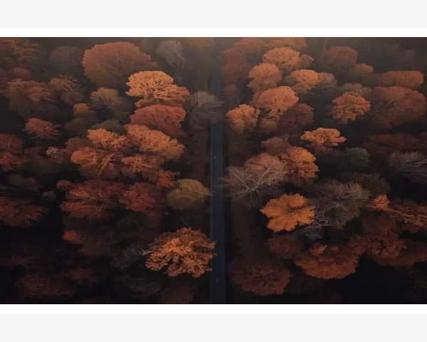 气血不足，脱发困扰？红枣恰当之选，助你告别秃顶烦恼！